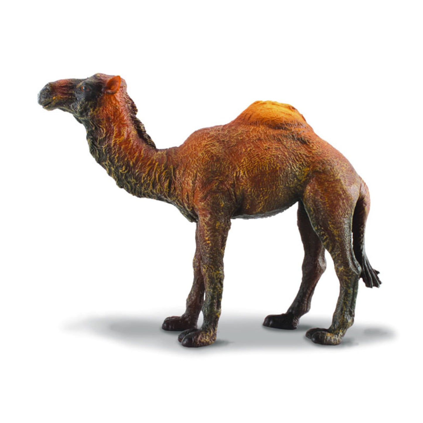 Camel