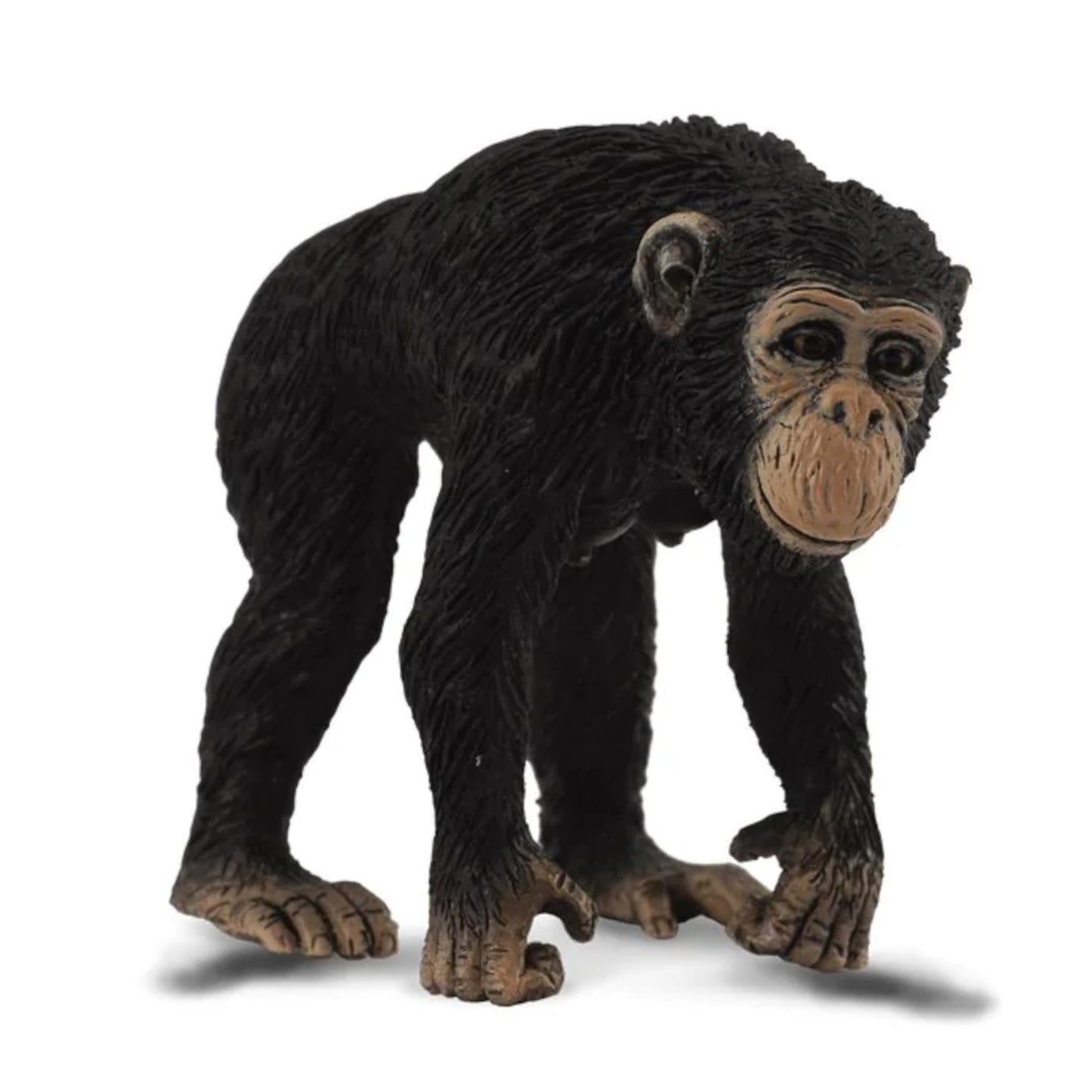 Chimpanzee