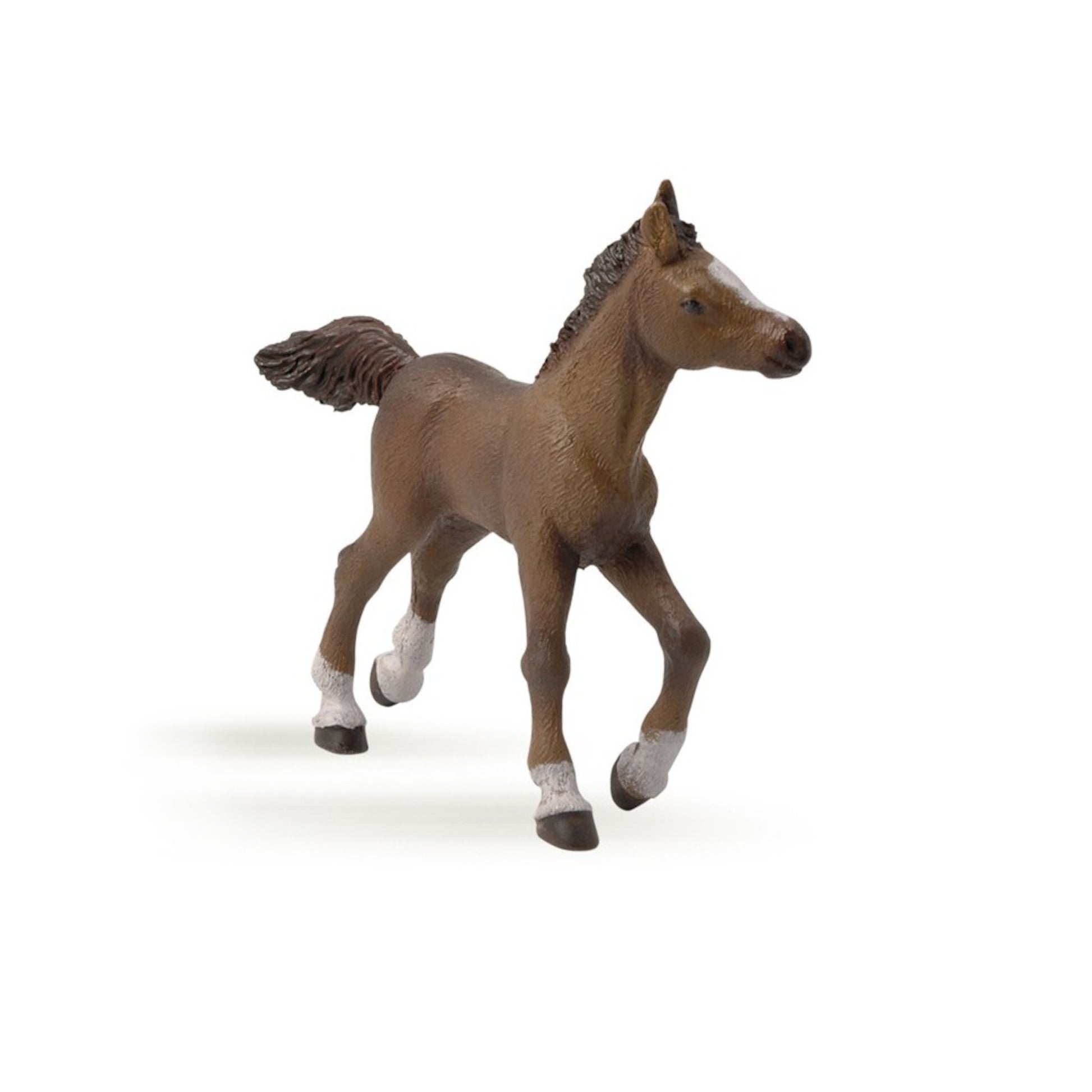 Foal