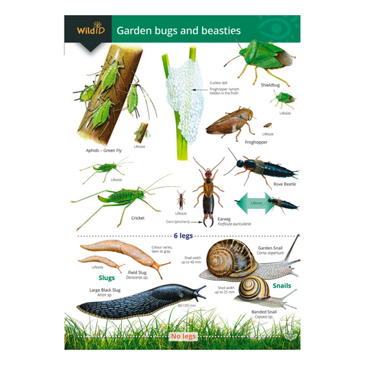 Garden Bugs and Beasties Guide