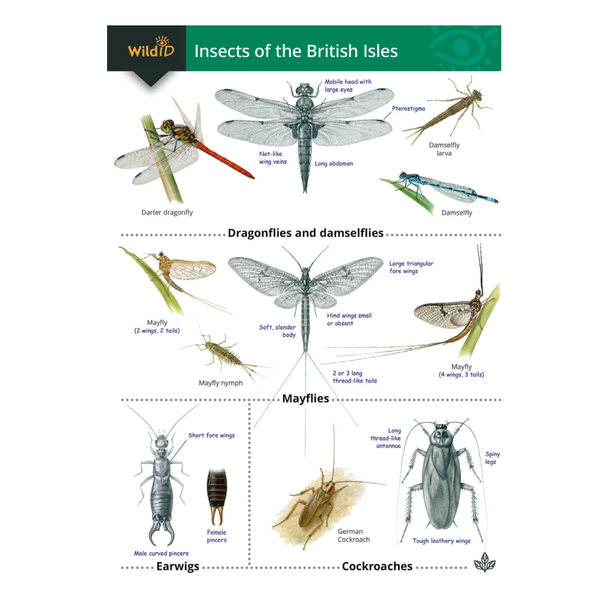 Insects of the British Isles Guide – Leading Children