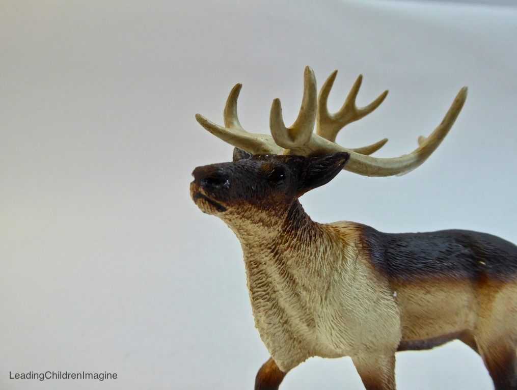Reindeer / Caribou