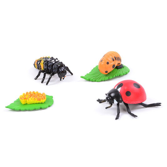 Lady Bug Life Cycle