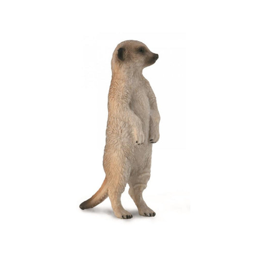 Meerkat