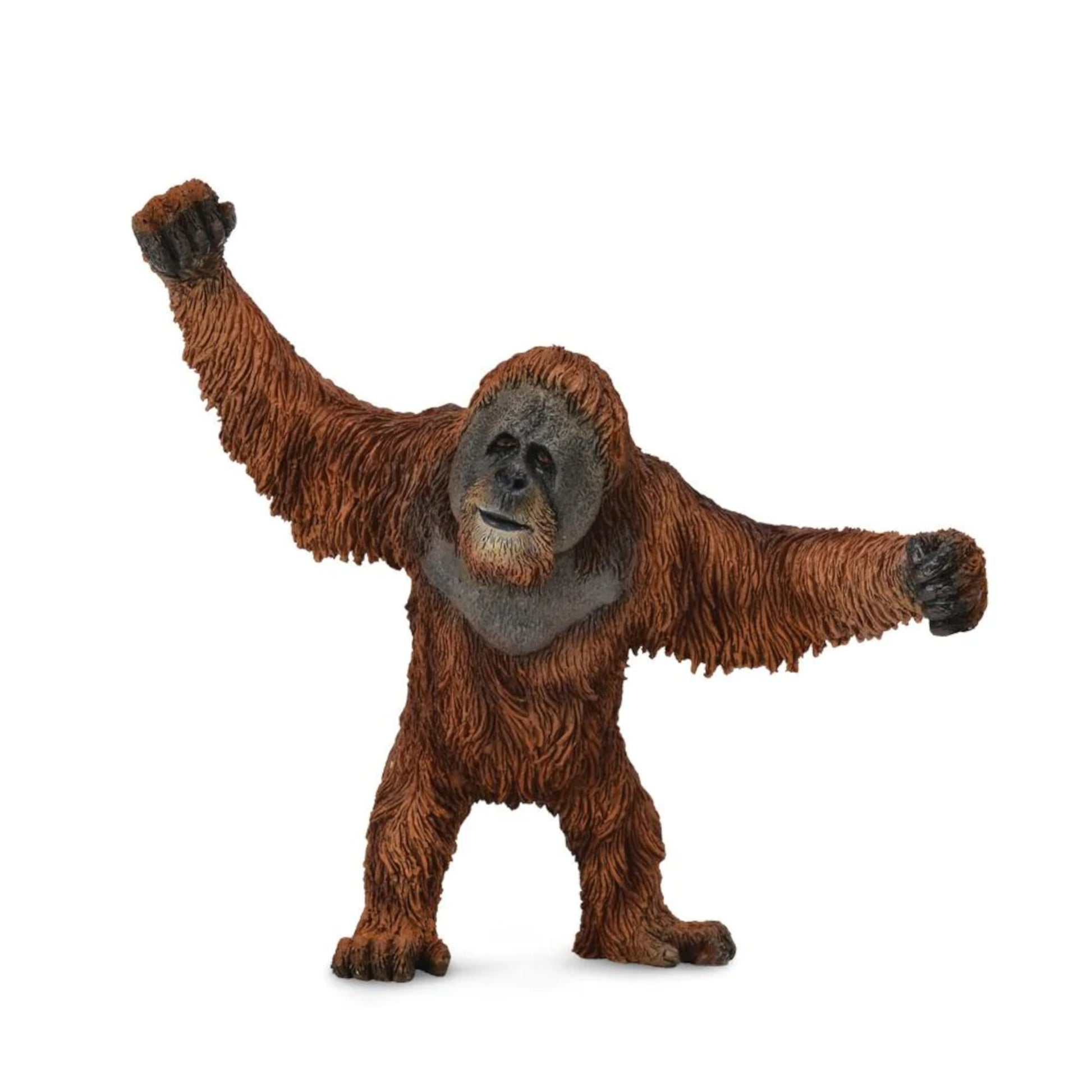 Orangutan