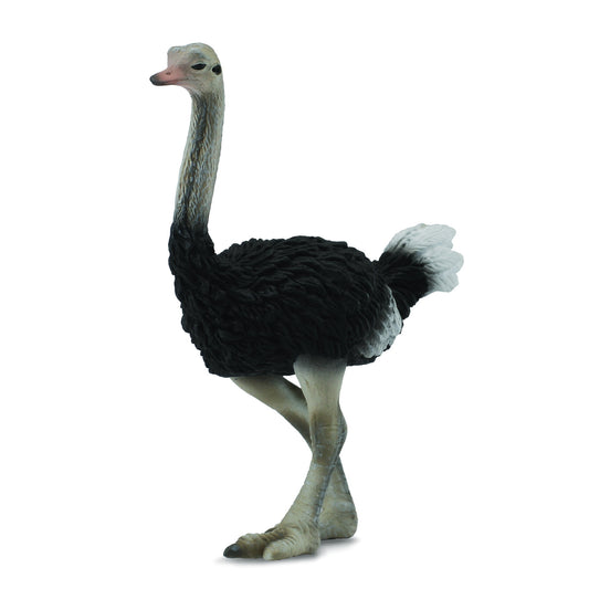 Ostrich