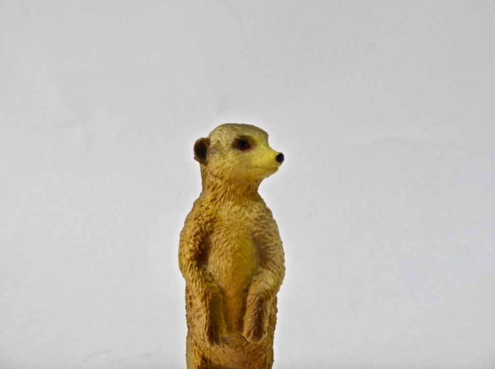 Meerkat