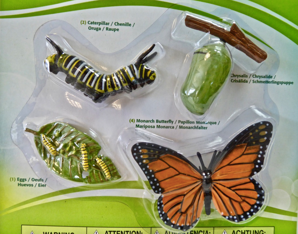 Life Cycle- Monarch Butterfly