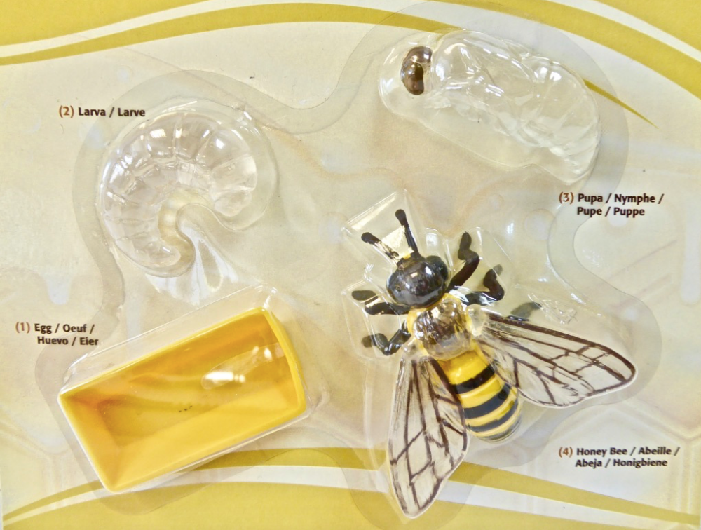 The Honey Bee Lifecycle