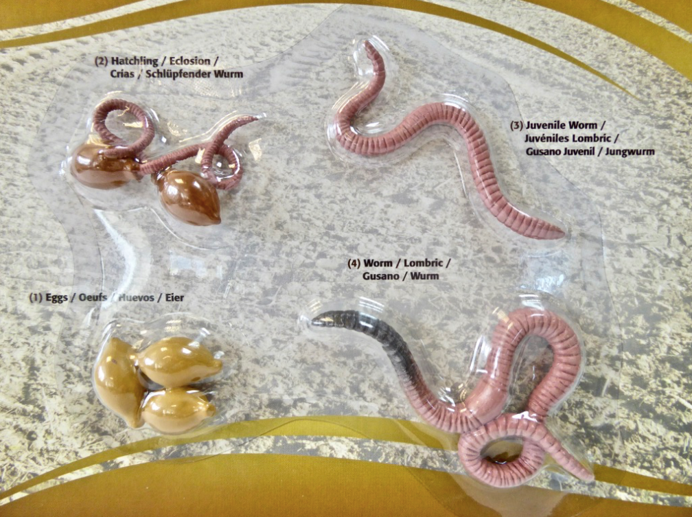 Life Cycle- Worm