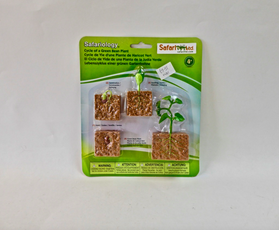 Life Cycle- Green Bean Plant