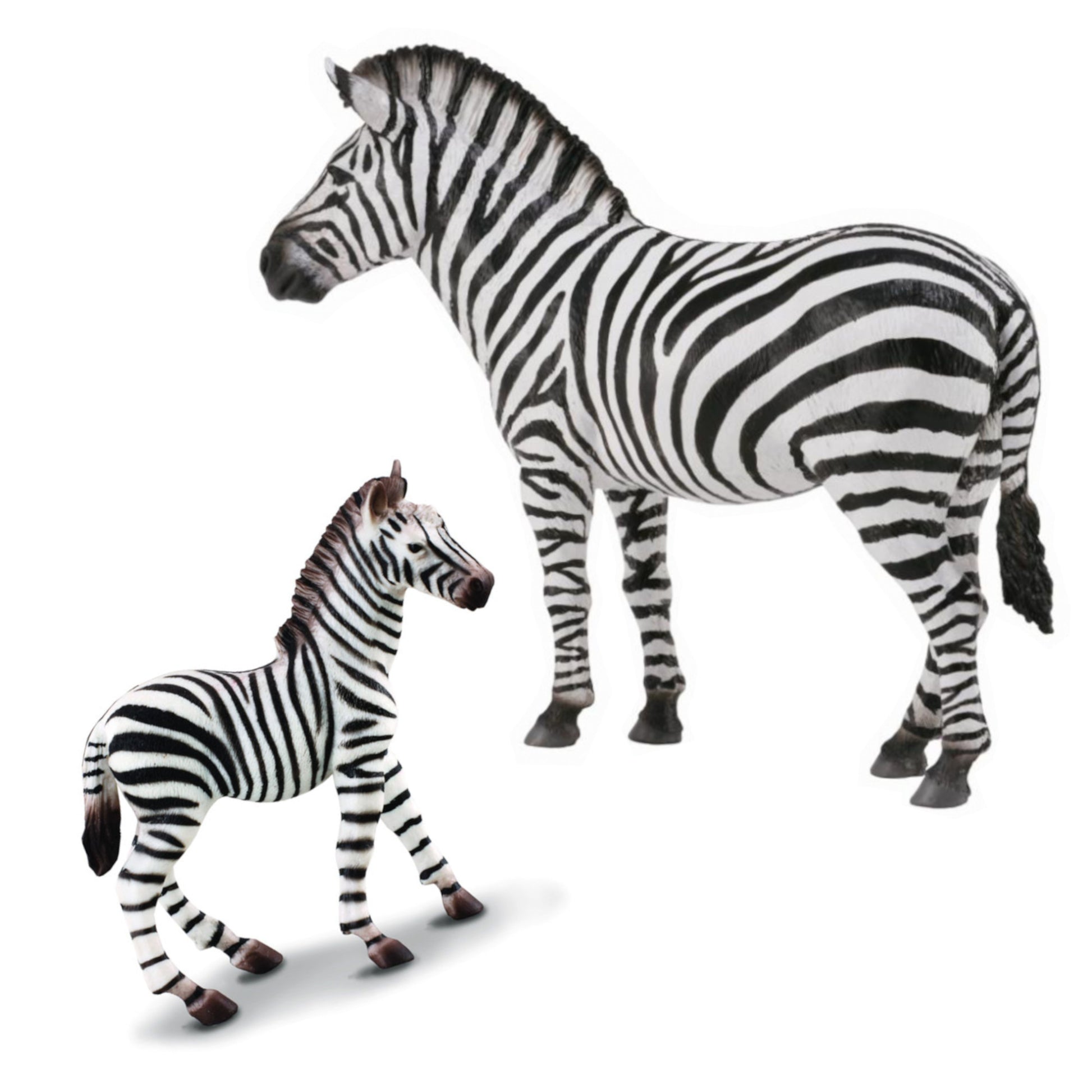 Zebra Family