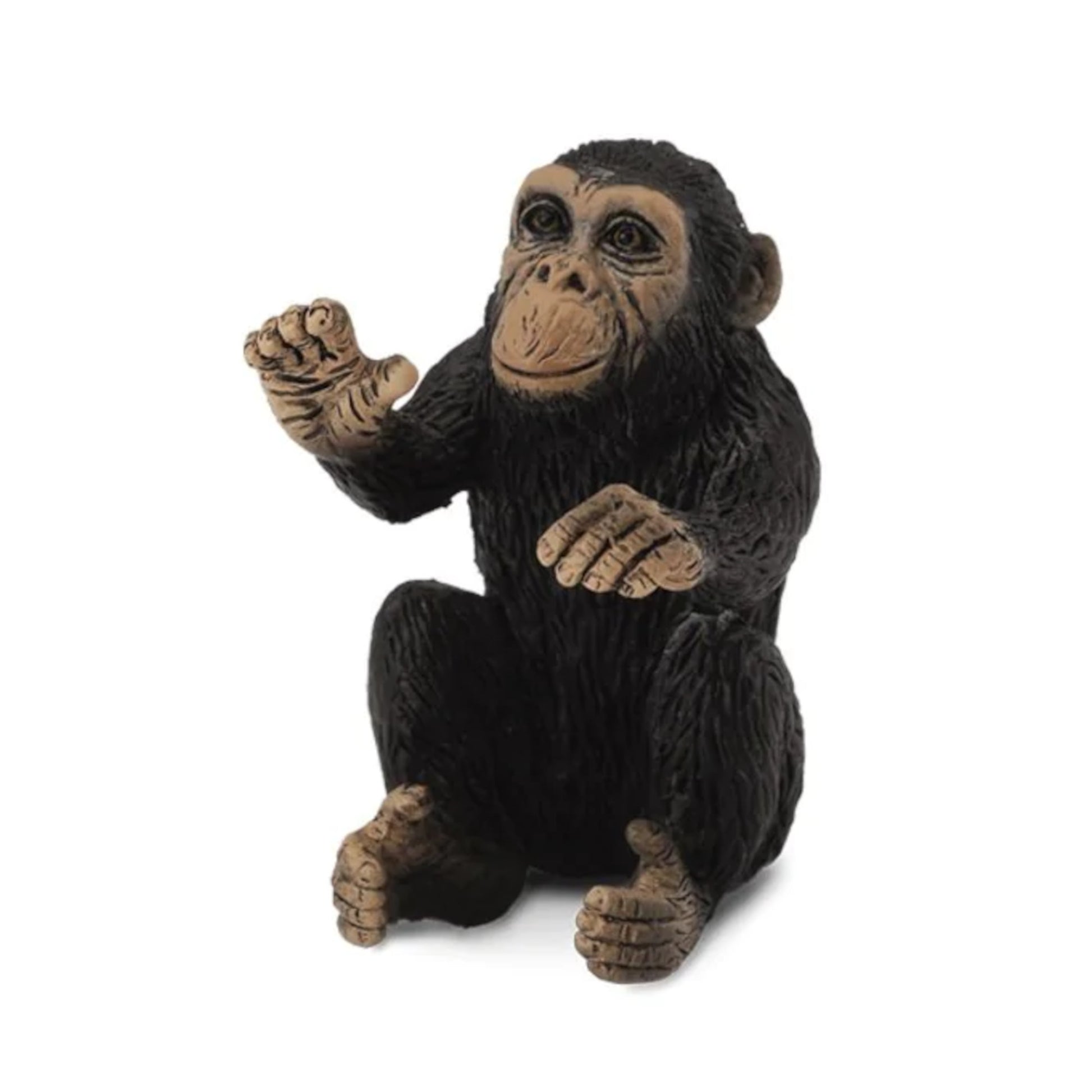 Chimpanzee Baby