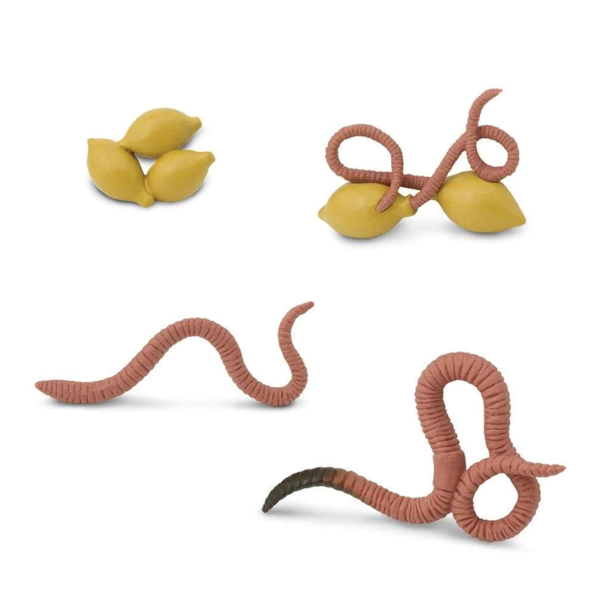 Worm Life Cycle