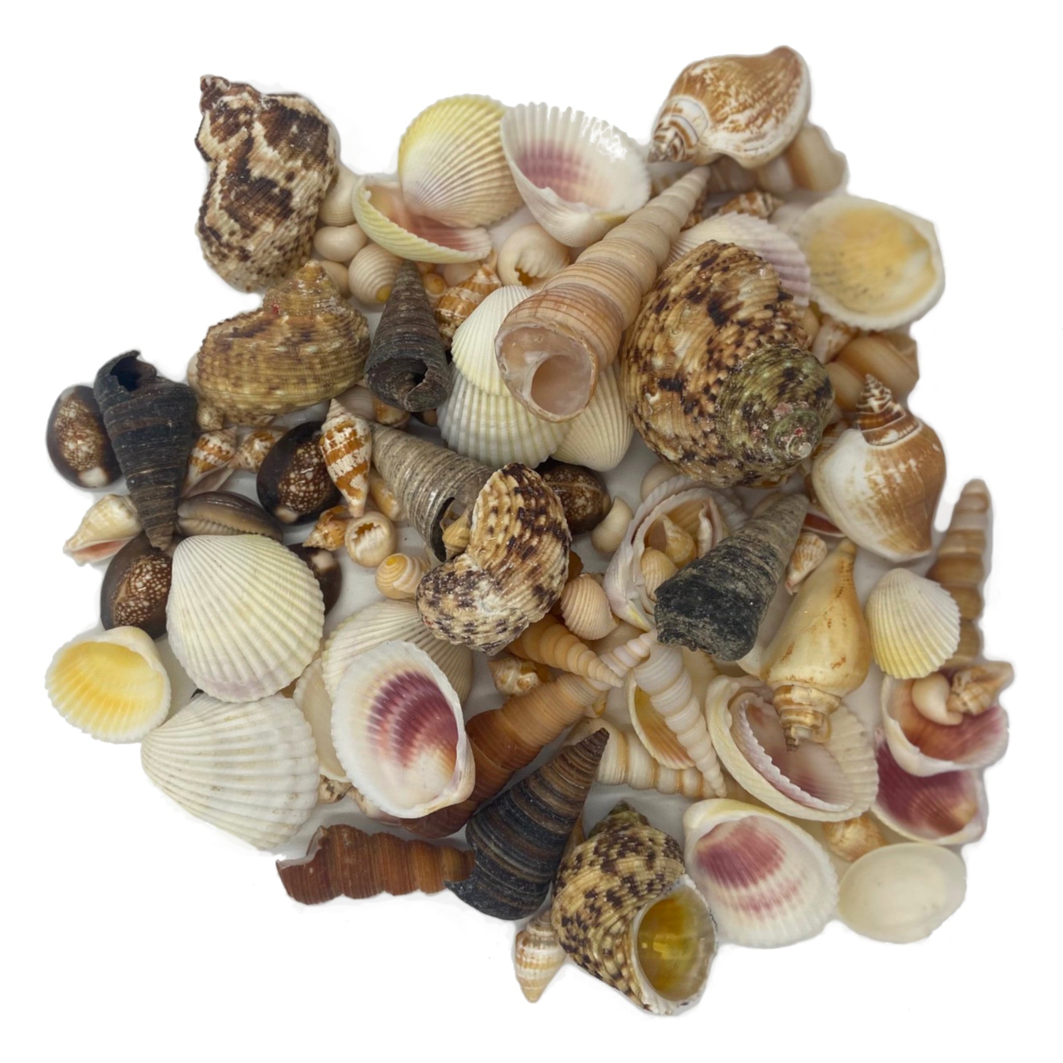Outdoor Collection of Shells – Leading Children
