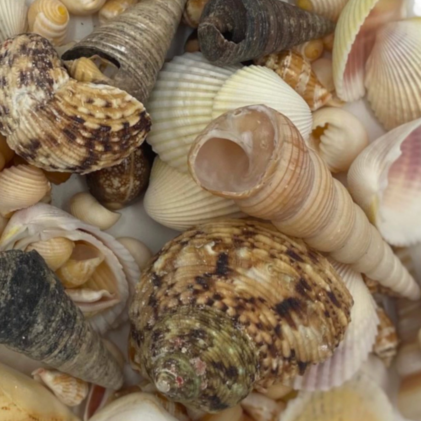 Outdoor Collection of Shells